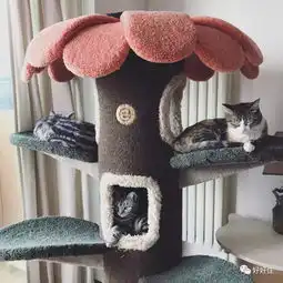 猫一旦消费升级,比人还费钱有福利