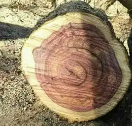 你还是死心吧海黄原料那么容易挑到,骗子早就失业了