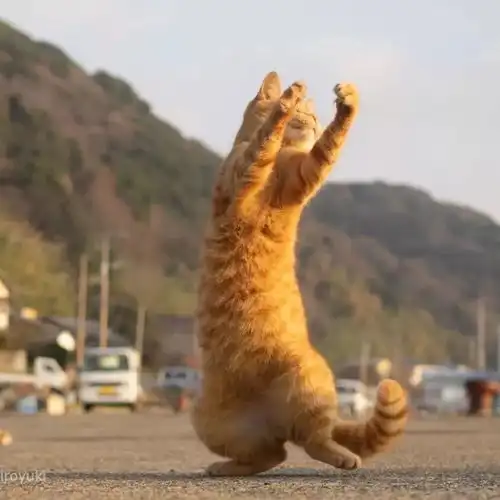 头像他对你的喜欢不过也是从新鲜感到敷衍