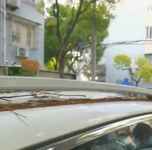 上海一女子爱车停户外2个月,解封后开车门直呼可怕变僵尸车了