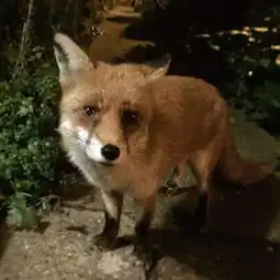 临颍去香港做验男女谐富科技