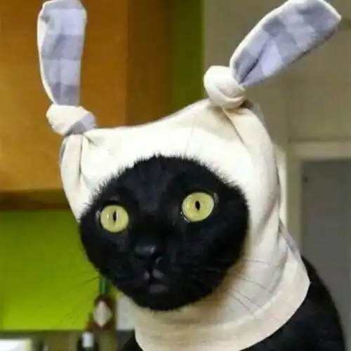 18张猫咪搞笑图片,看了让人想养猫